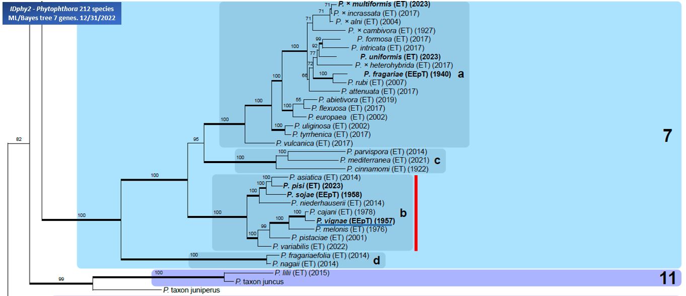    Phytophthora  spp. in subclade 7b:  portion of the seven-loci ML phylogeny featuring the type cultures of 212 described species (by T. Bourret). Notice the position of   P. vignae  selected specimen WPC P3019 = Samp;T BL 30 . Gloria Abad, USDA Samp;T.
